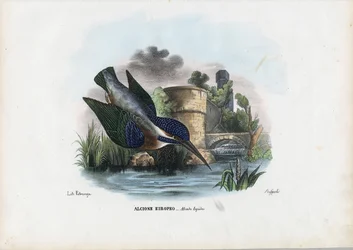 Eisvogel, 1863-79